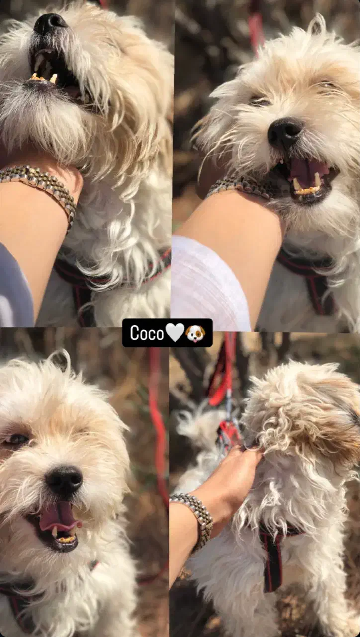 سگ گمشده|حیوانات|مشهد, رسالت|دیوار