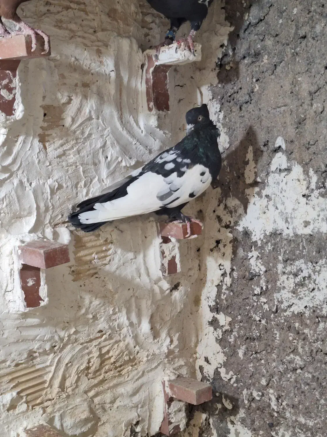 سینه ای پلنگ|پرنده|راور, |دیوار