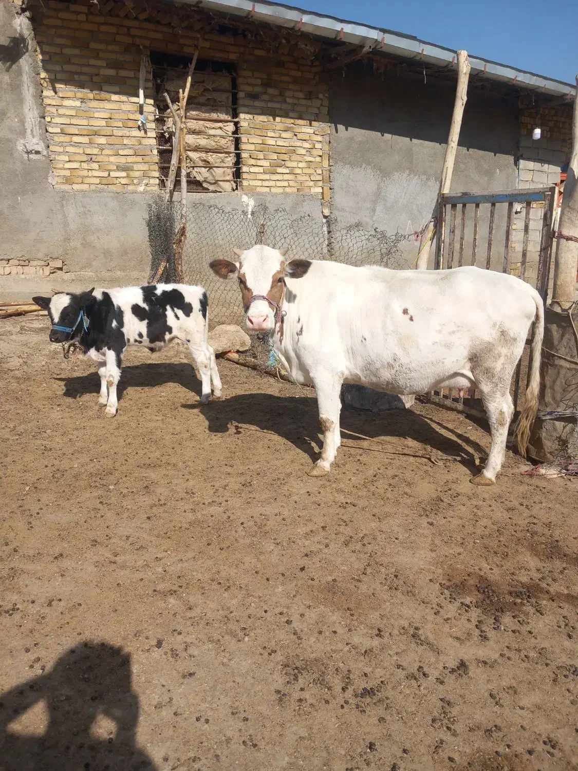 گاو گوساله|حیوانات مزرعه|زاغه, |دیوار