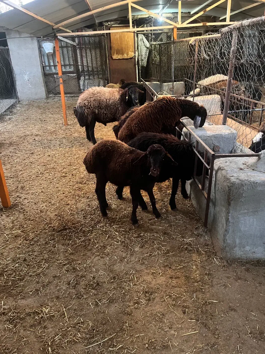 بره شیشک و بره قوچ|حیوانات مزرعه|ماهدشت, |دیوار