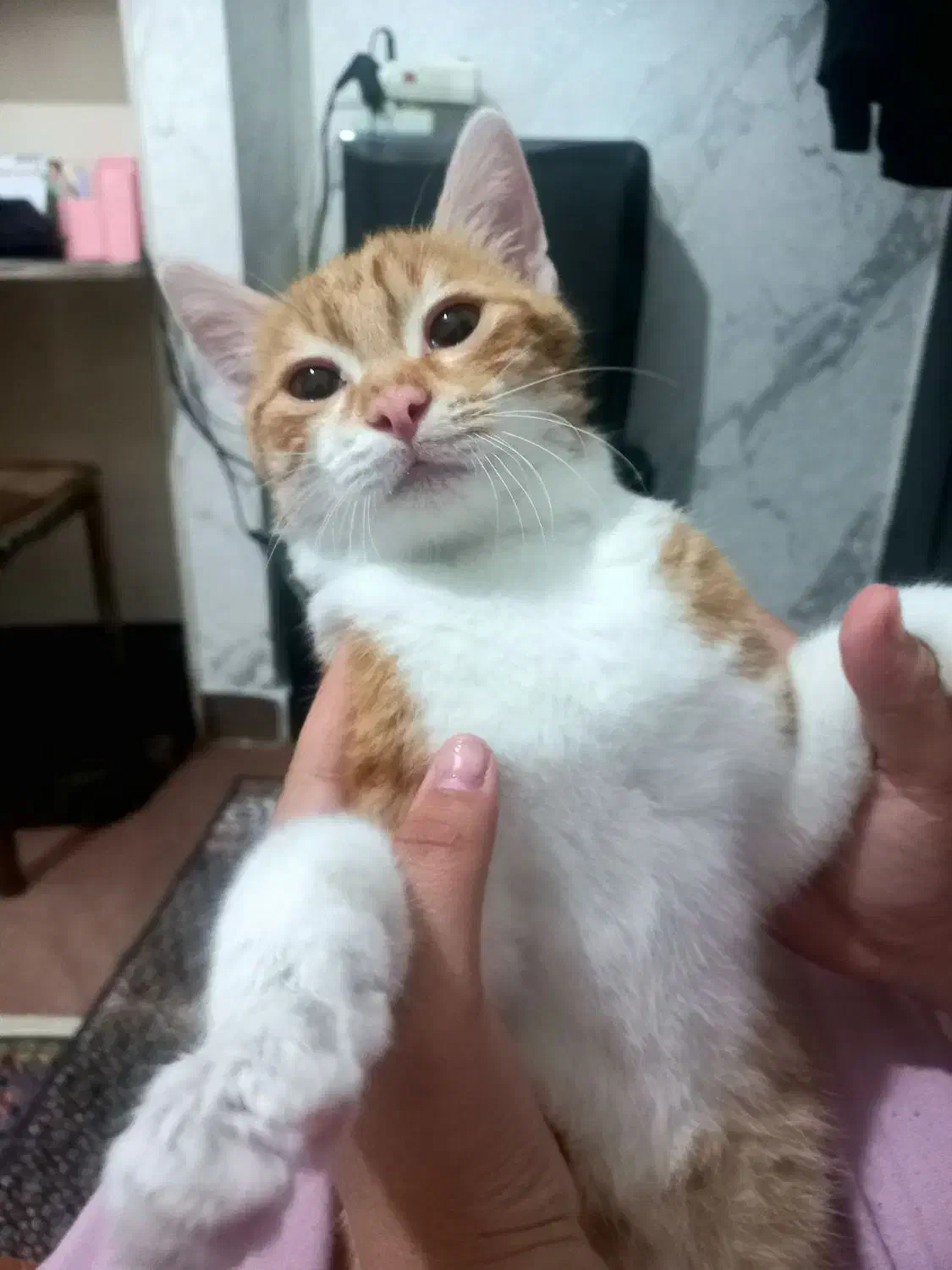 واگذاری رایگان گربه|گربه|اردبیل, |دیوار