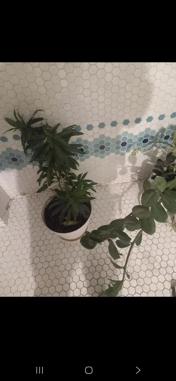 هر نوع گل به قیمت ۲۰۰ هزار تومان|گل و گیاه طبیعی|تهران, زعفرانیه|دیوار