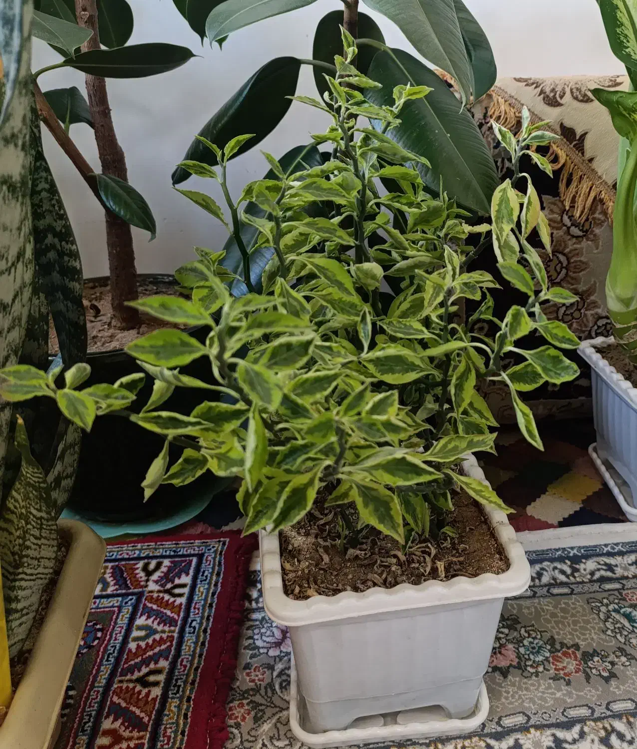 انواع گل در قیمت های خیلی مناسب|گل و گیاه طبیعی|سنندج, |دیوار