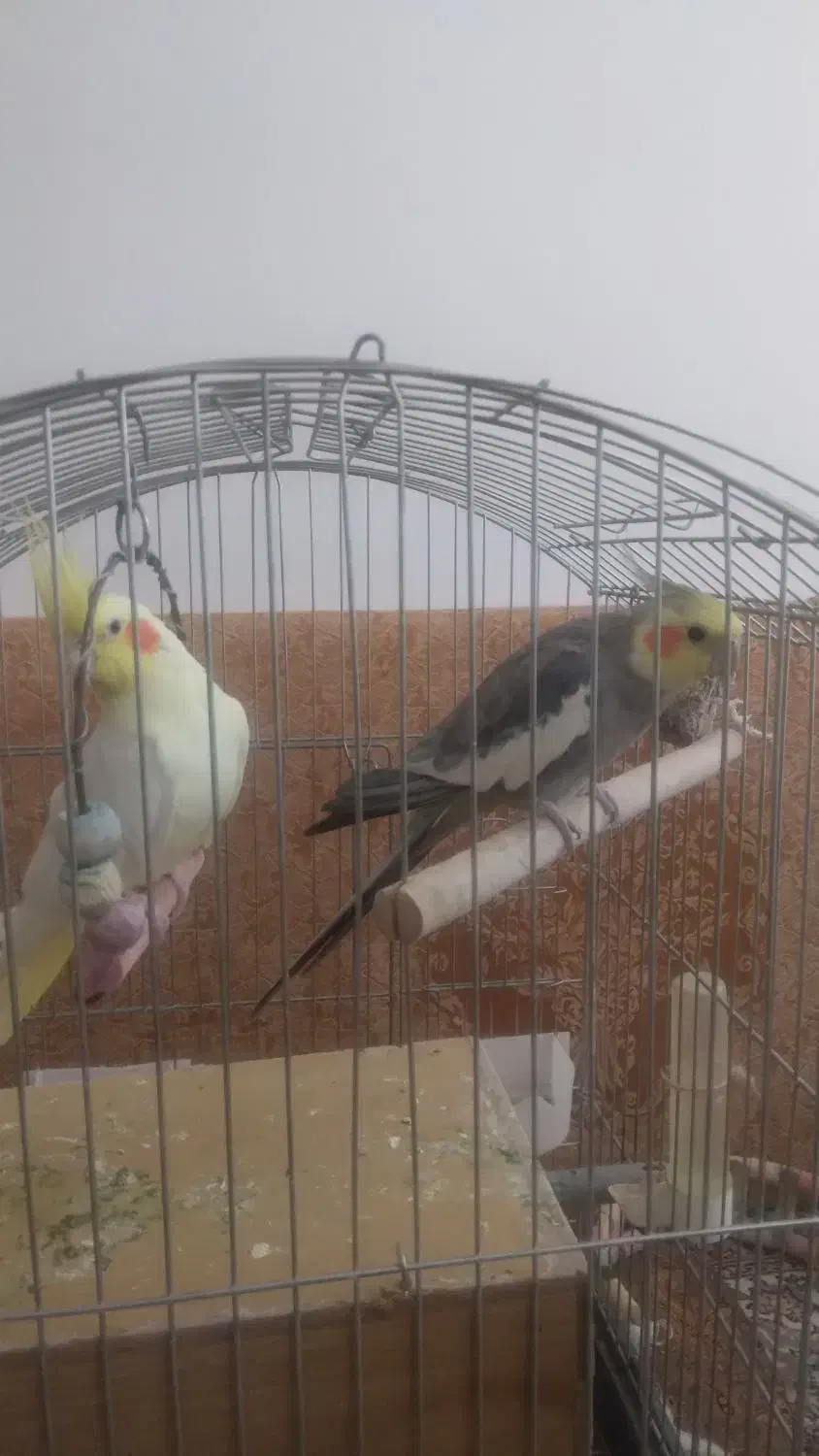 عروس هلندی|پرنده|کوهدشت, |دیوار