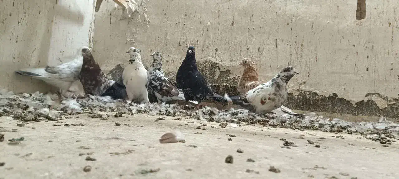 کهنه کفتر|پرنده|آران و بیدگل, |دیوار