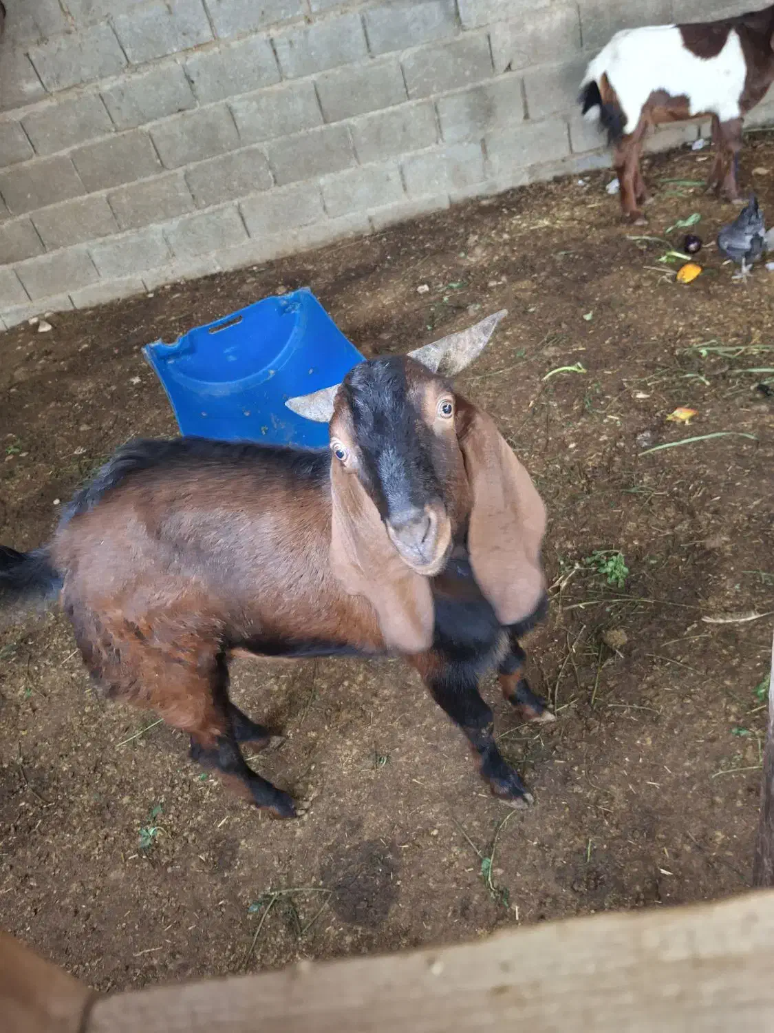 بنک|حیوانات مزرعه|بندر کنگان, |دیوار