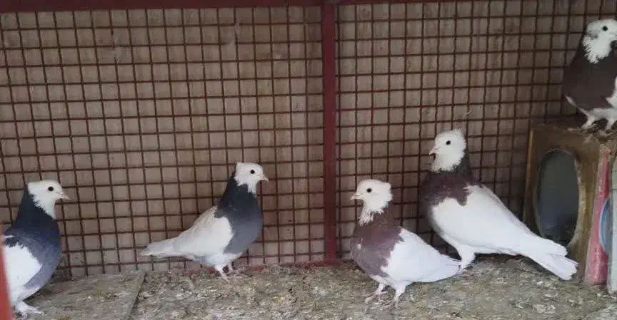 کبوتر طوقی کرمانشاهی یک جفت سیاه و یک جفت قرمز|پرنده|مهریز, |دیوار