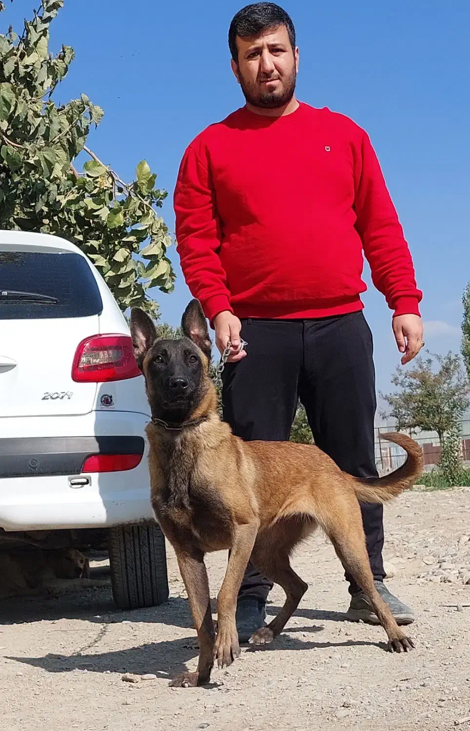 توله مالینویز نر و ماده واکسینه|سگ|کرج, فاز ۲ مهرشهر|دیوار