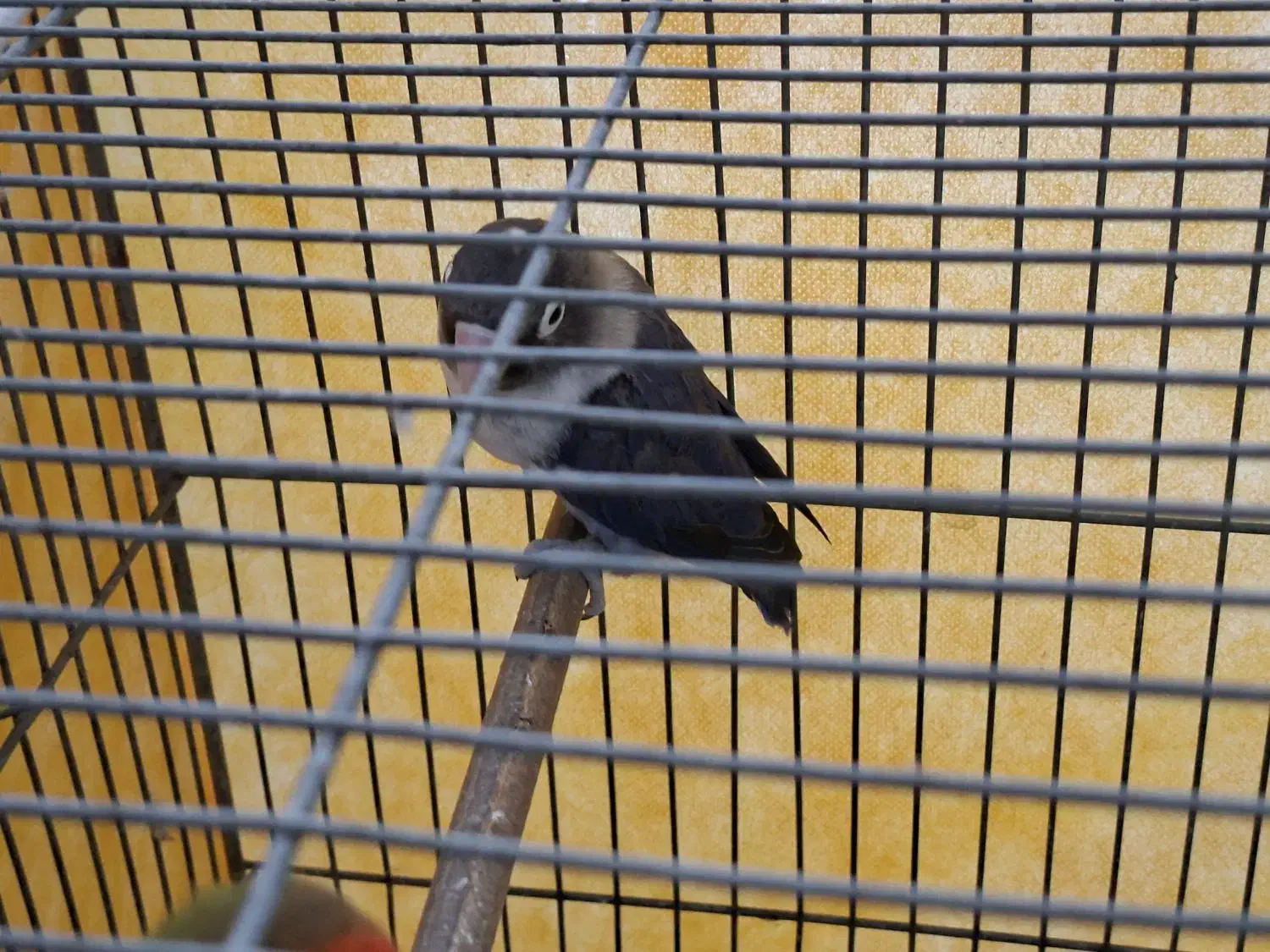 طوطی برزیلی|پرنده|اصفهان, جلالیه|دیوار