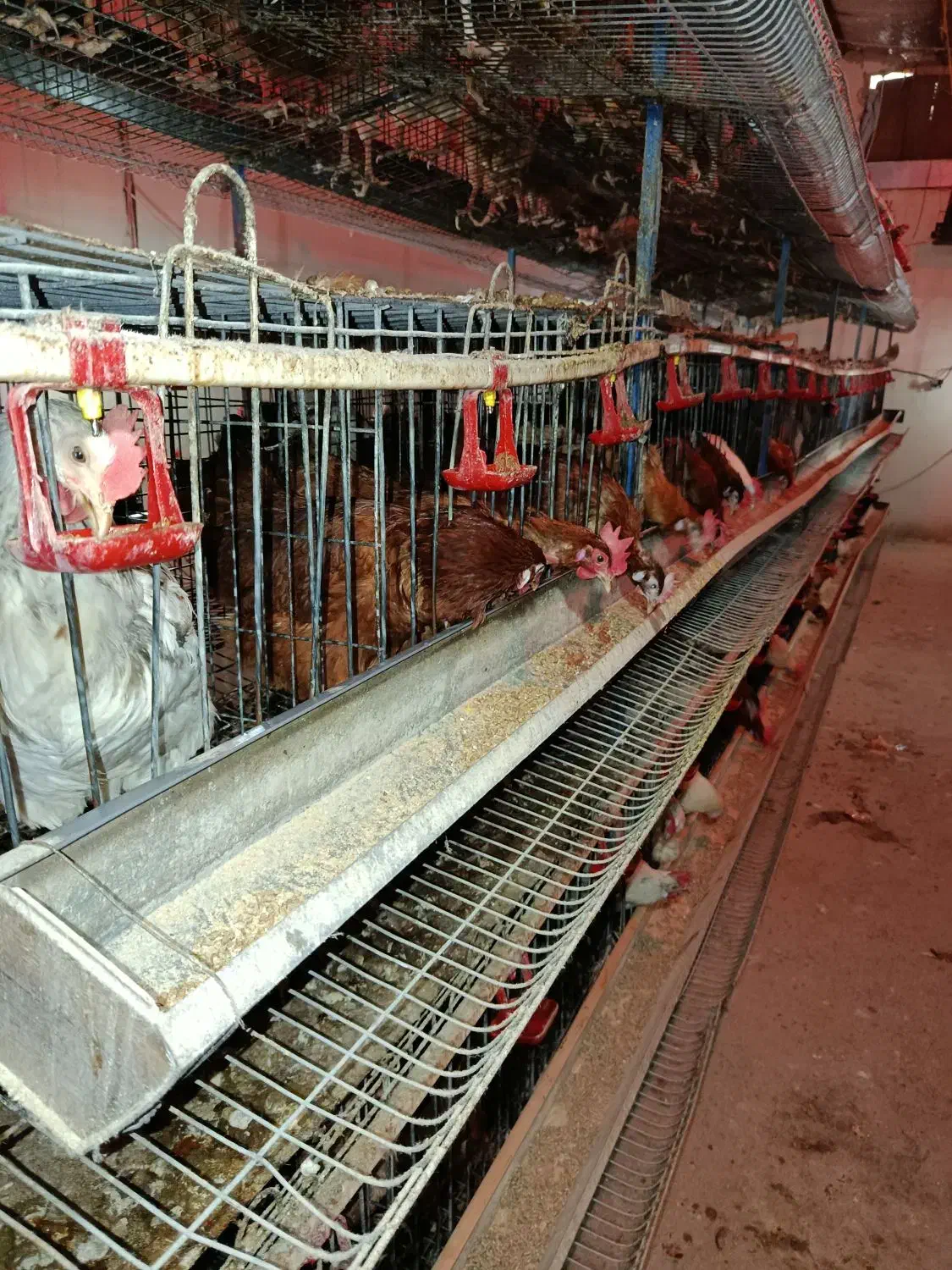 مرغ محلی|حیوانات مزرعه|هشتگرد, قاسم آباد بزرگ|دیوار