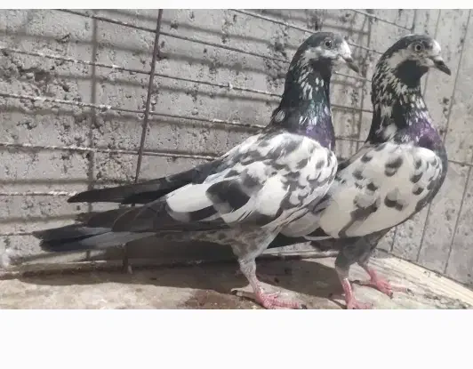 چینا|پرنده|میناب, |دیوار