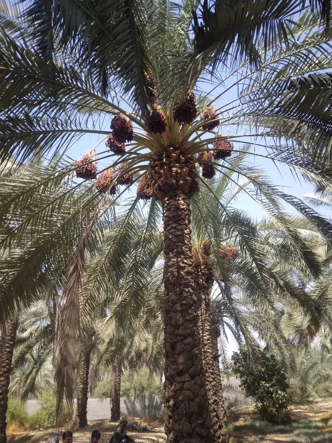 قطع و برش رایگان نخل|خدمات باغبانی و درختکاری|کازرون, |دیوار