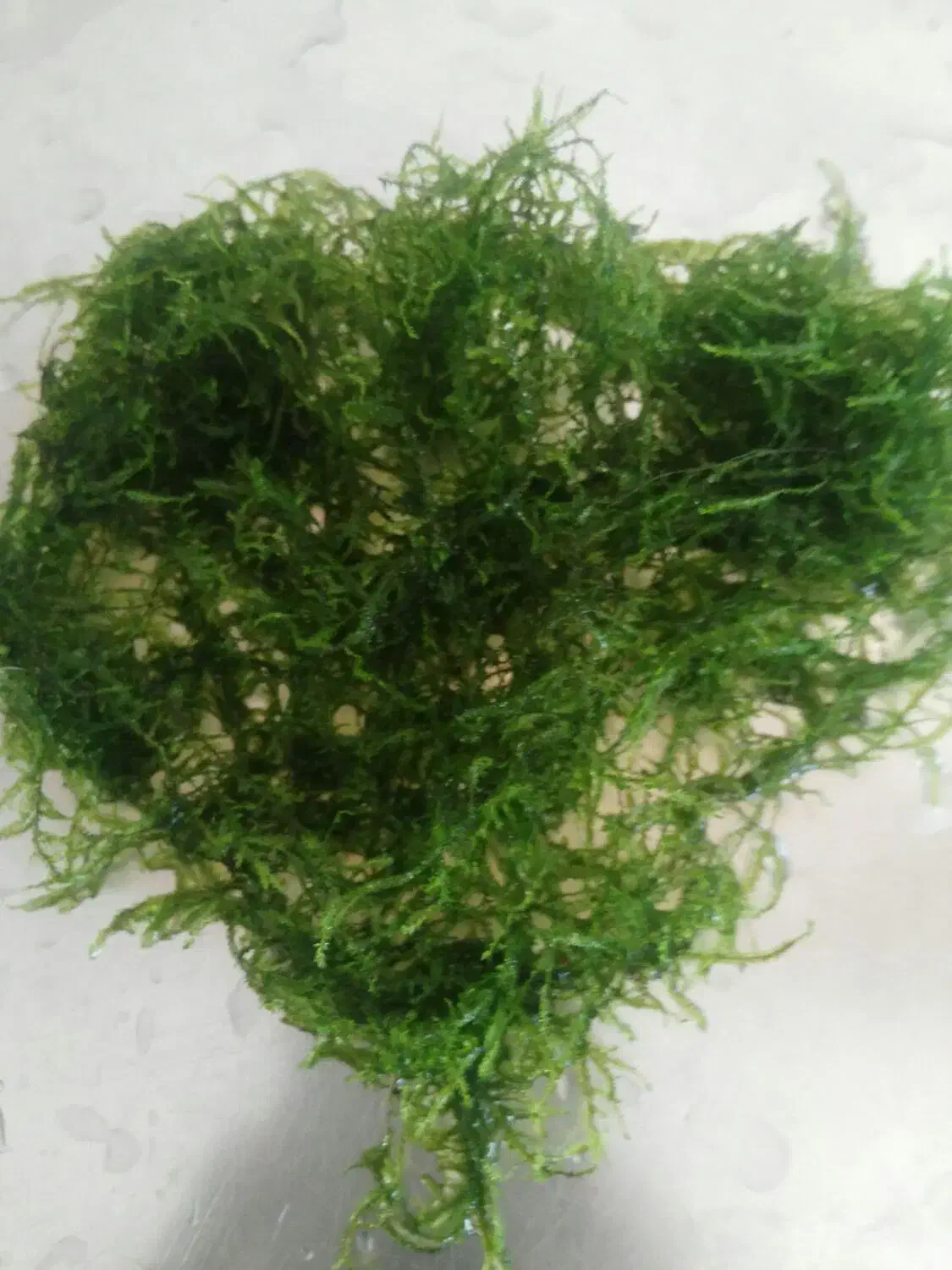 گیاه اکواریوم|ماهی|شیراز, شهرک سراج‎|دیوار