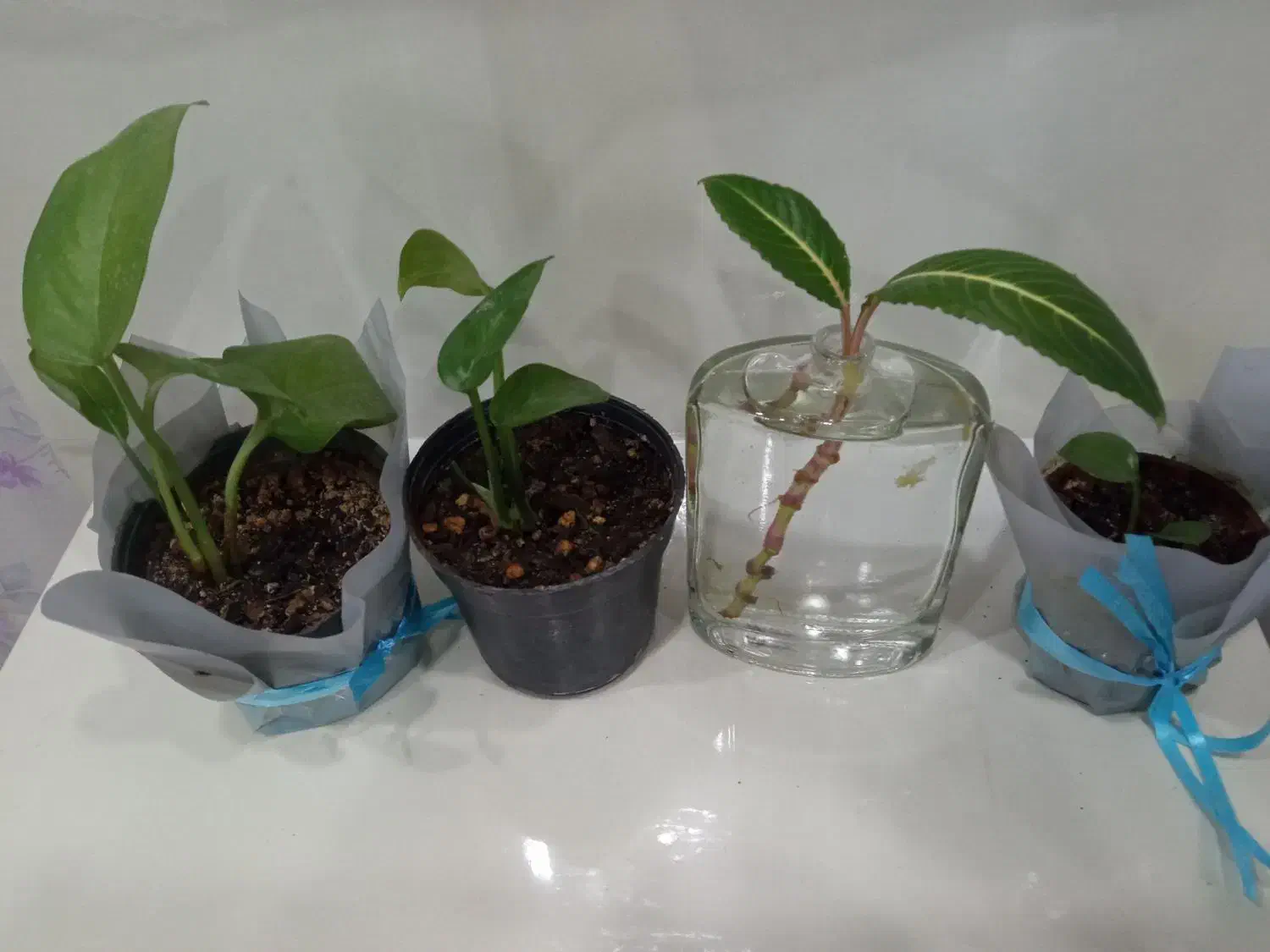 گل پتوس سبز و زعفرونی|گل و گیاه طبیعی|بندر گناوه, |دیوار