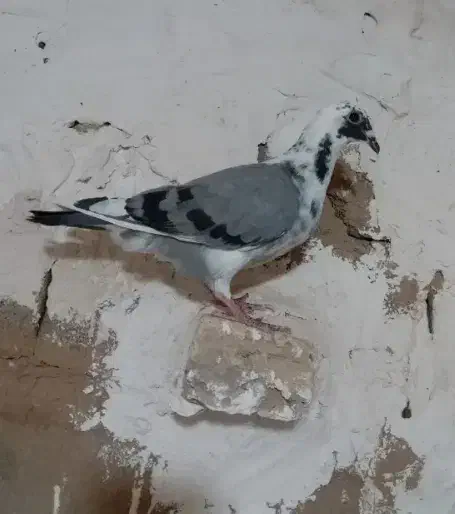 کبوتر گمشده|حیوانات|سبزوار, هویزه|دیوار