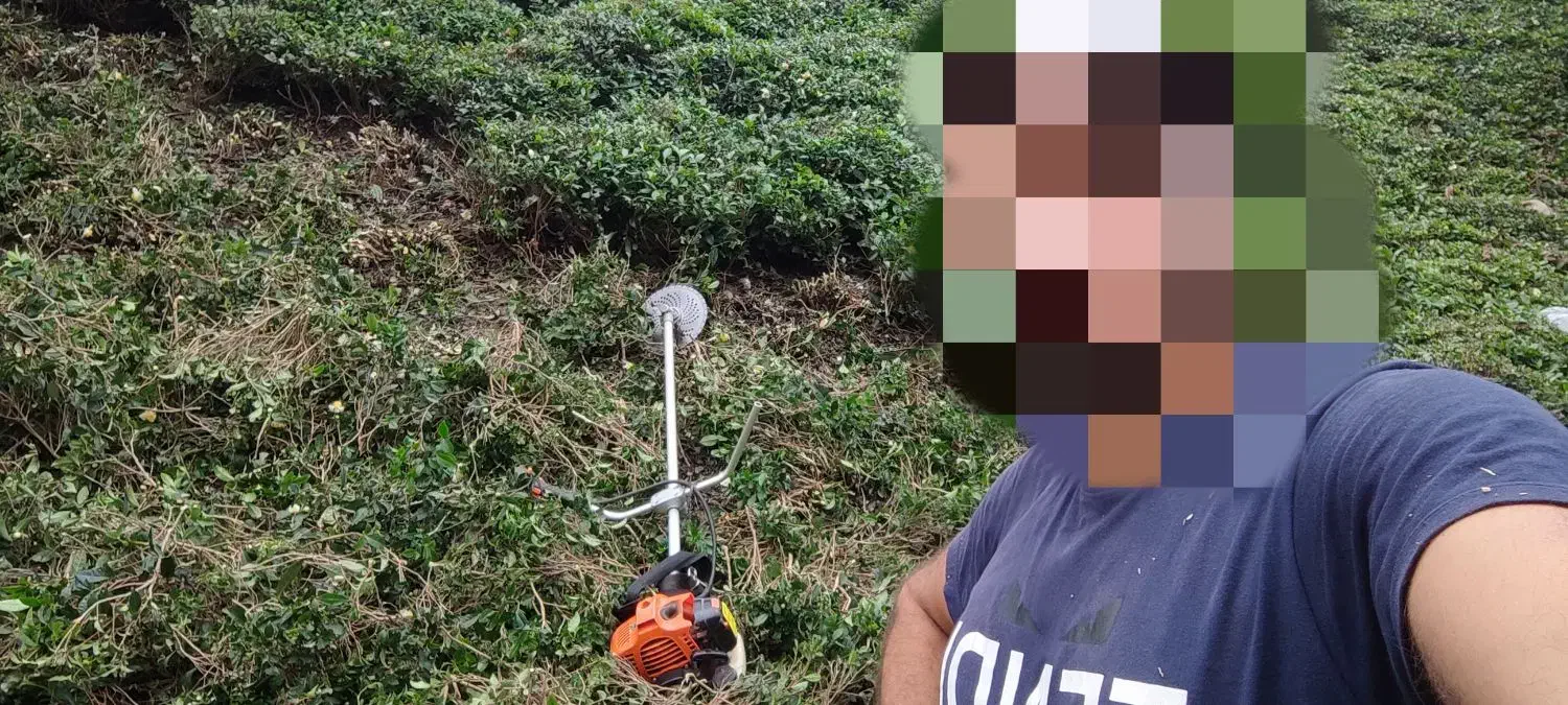 هرس کردن باغ چایی و بریدن علف هرز|خدمات باغبانی و درختکاری|لاهیجان, لیل|دیوار