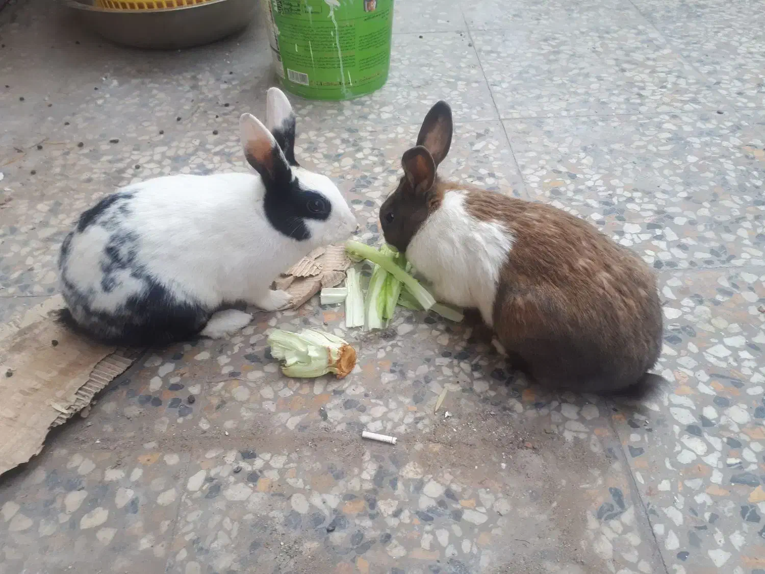 گم شده|حیوانات|سیرجان, |دیوار