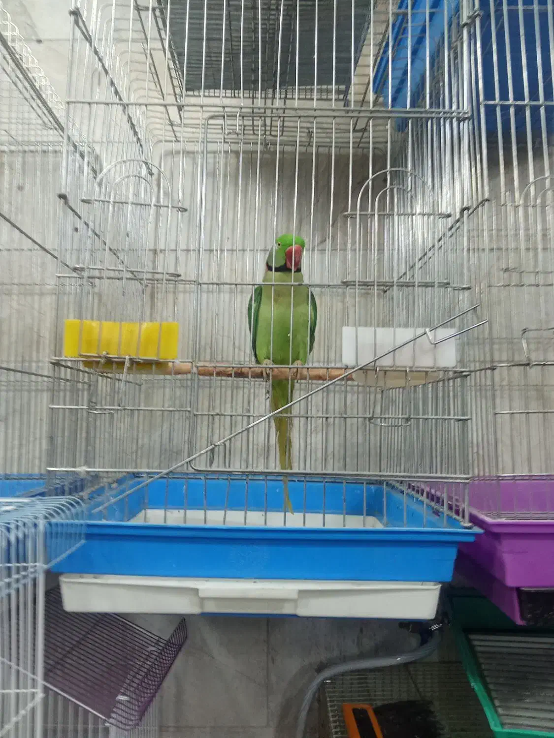 شاه طوطی نر رام و چلوندنی سخنگو بسیار زیبا|پرنده|تهران, جیحون|دیوار