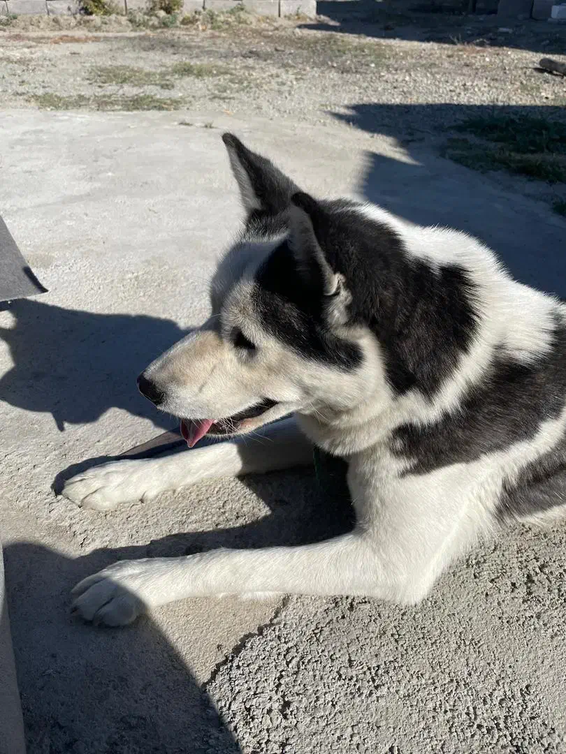 هاسکی|سگ|ارومیه, |دیوار