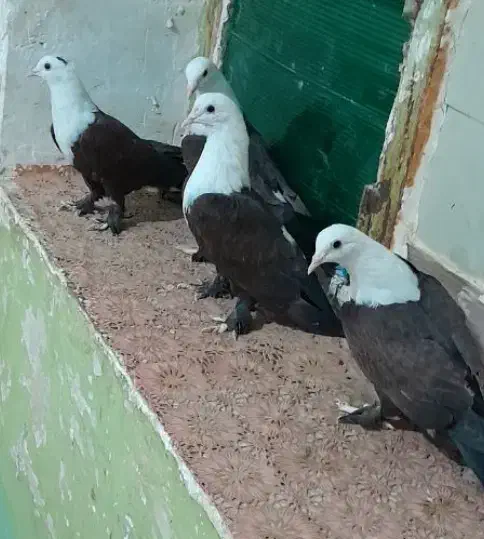 کبوتر کربلای|پرنده|هامون, |دیوار