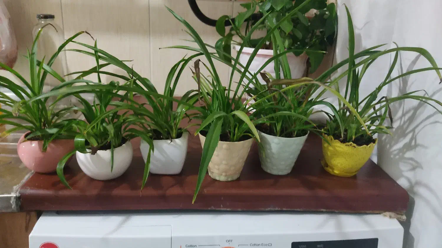 گل گندمی|گل و گیاه طبیعی|اندیشه, اندیشه فاز ۱|دیوار