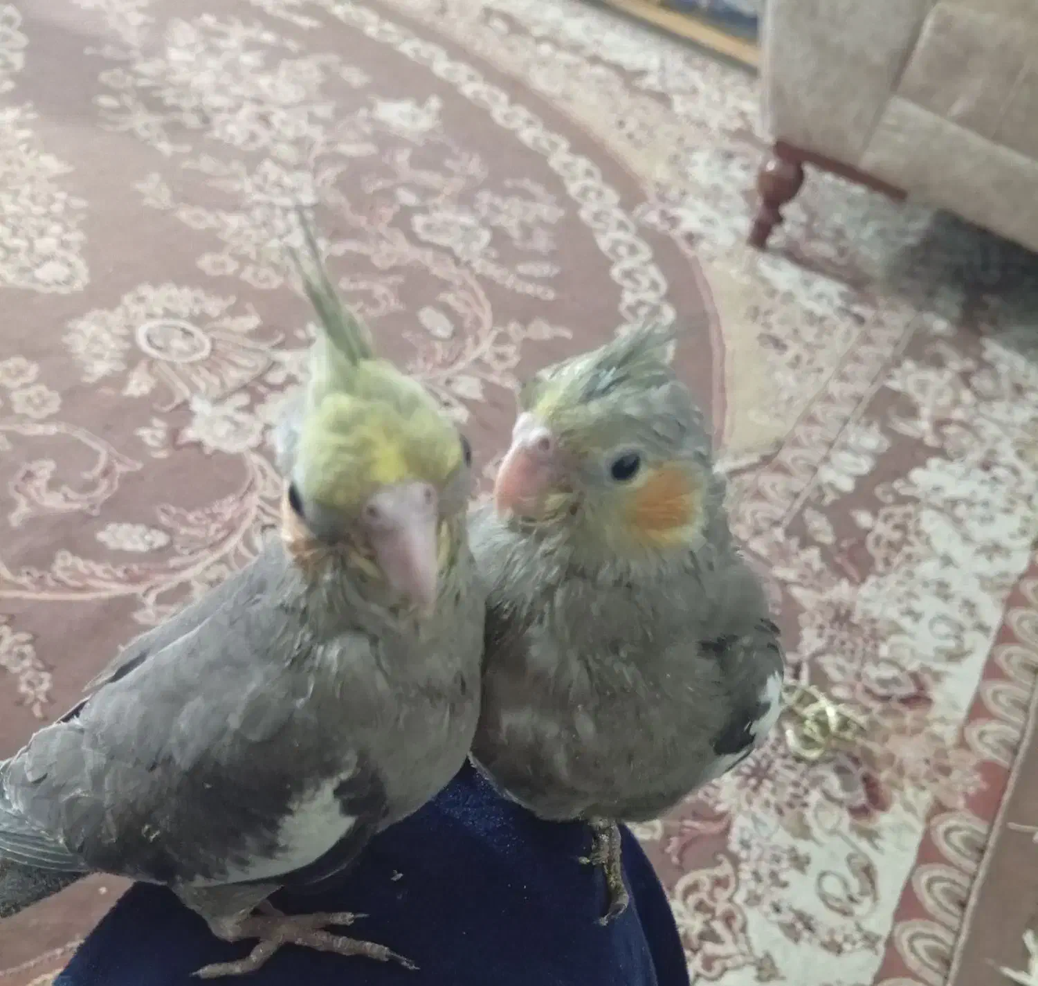 عروس هلندی|پرنده|مسجد سلیمان, |دیوار