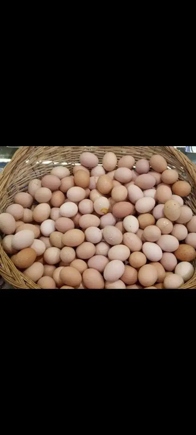 تخم مرغ خانگی|خوردنی و آشامیدنی|تربتحیدریه, ترمینال|دیوار