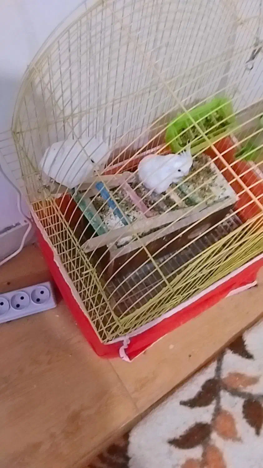 تو تا نره|پرنده|بم, |دیوار