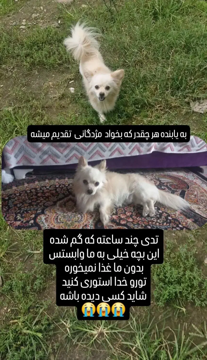 سگ گمشده|حیوانات|لاهیجان, لیالستان|دیوار