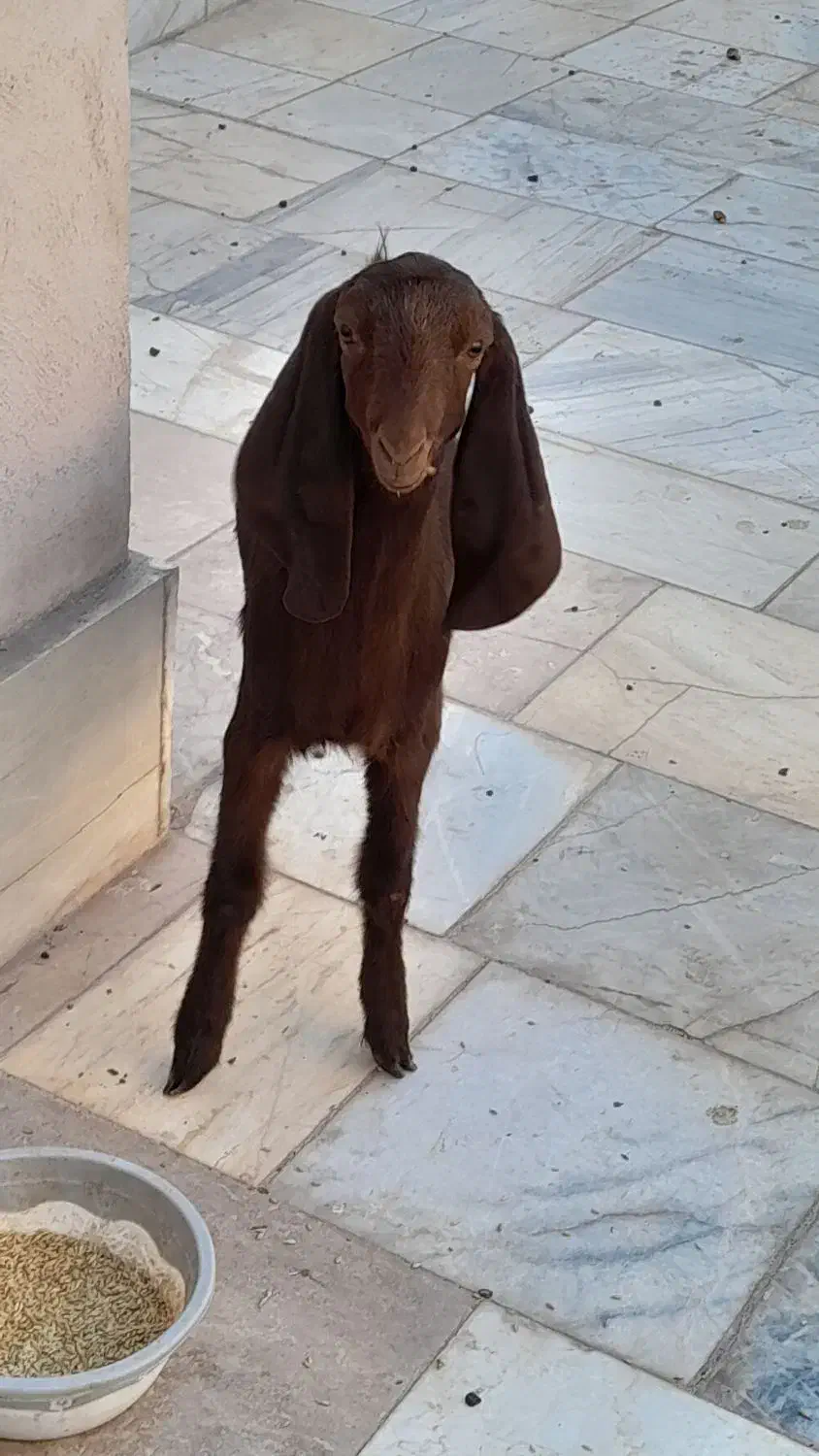 کره پاکستانی|حیوانات مزرعه|کرمان, |دیوار