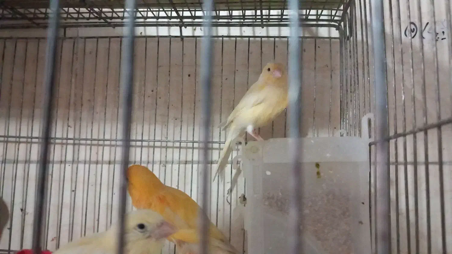 قناری جفت با جوجه و....|پرنده|اراک, |دیوار