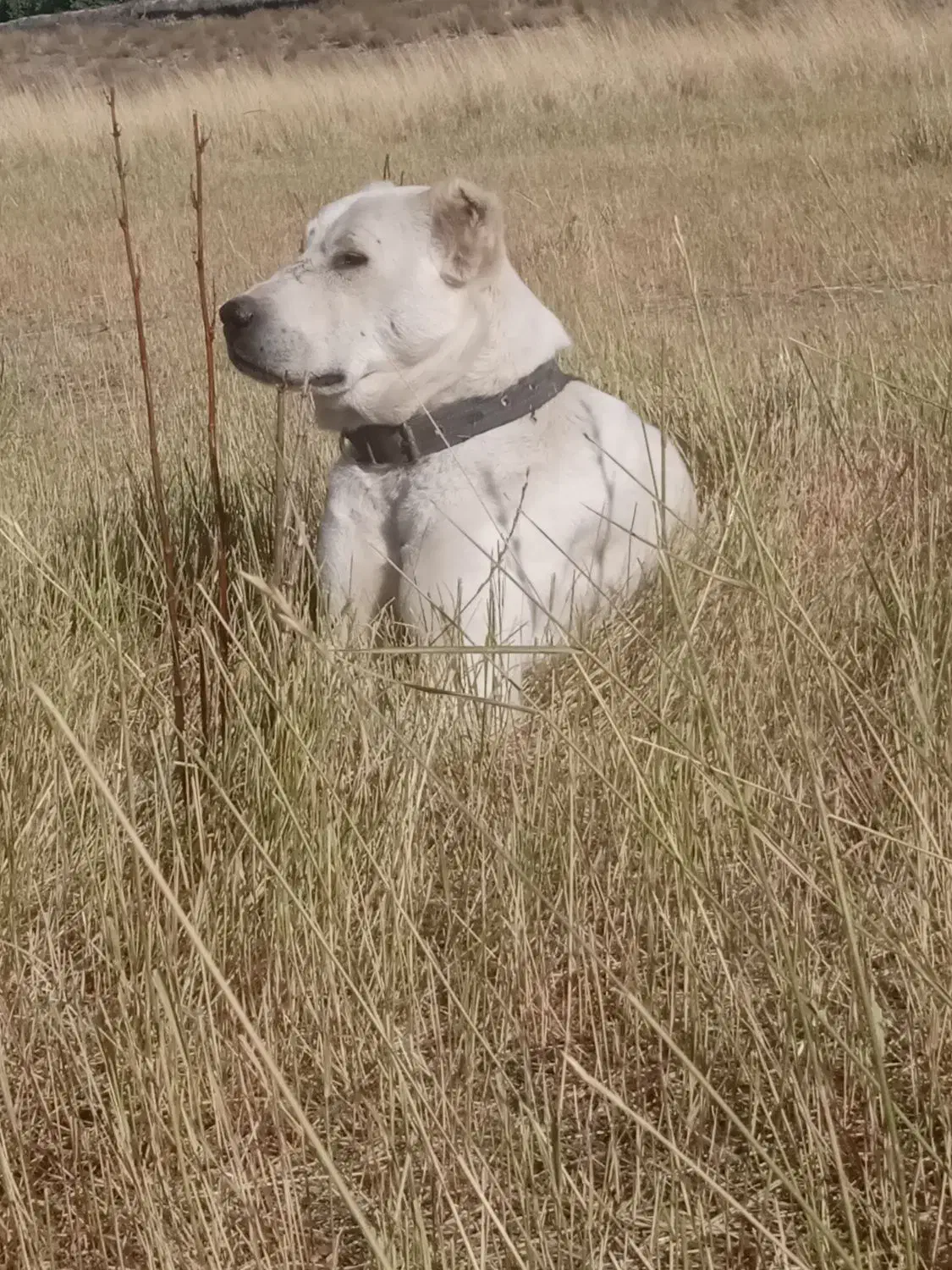 فروش سگ|سگ|سیرجان, |دیوار