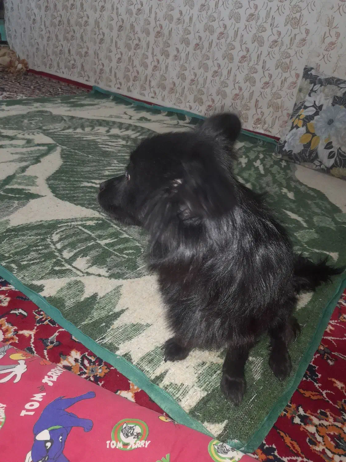 واگذاری سگ اشپیت|سگ|بجنورد, |دیوار