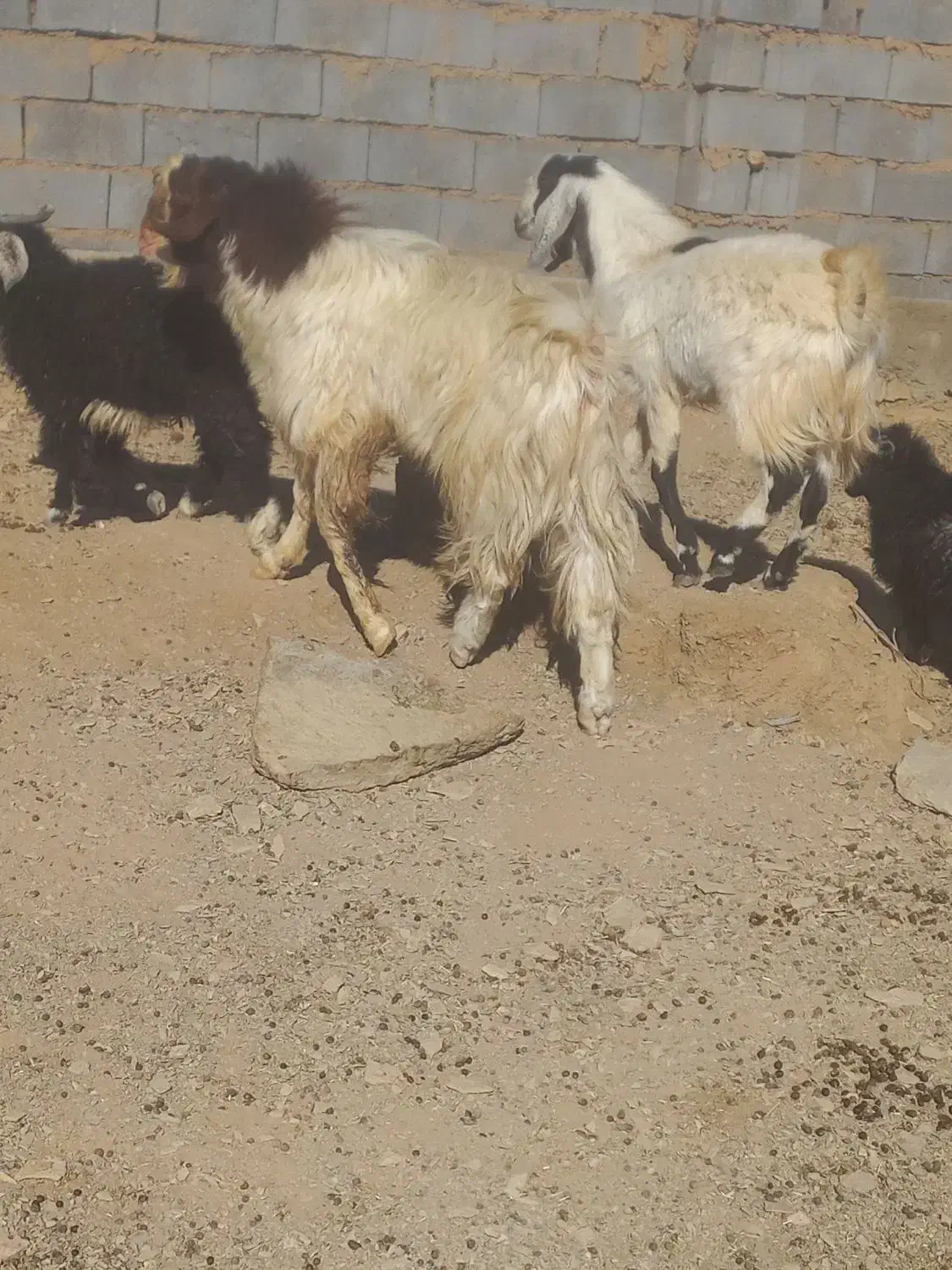 دو عدد بزغاله نر توافقی|حیوانات مزرعه|مود, |دیوار