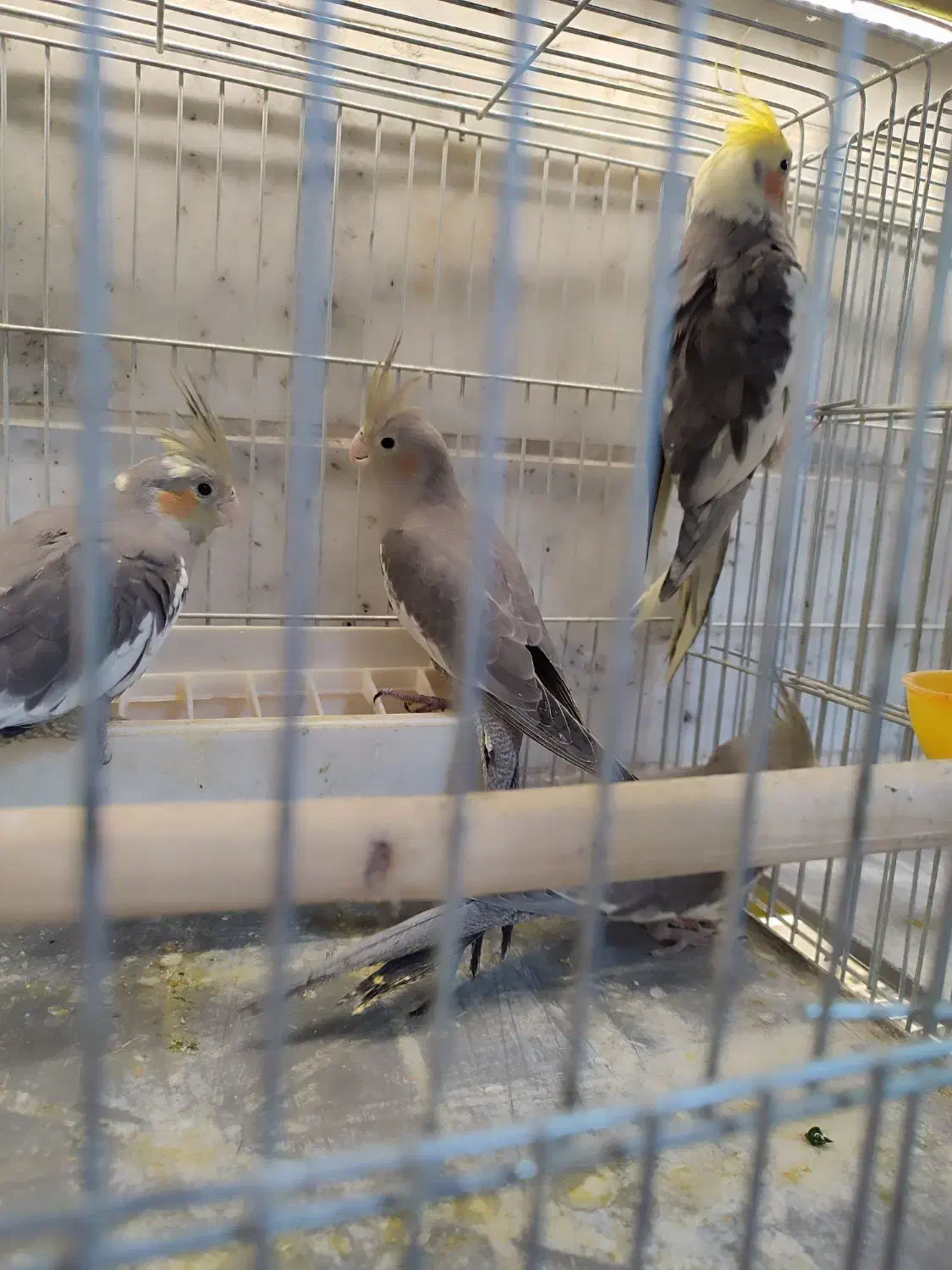 جوجه سرلاکی عروس|پرنده|زنجان, |دیوار