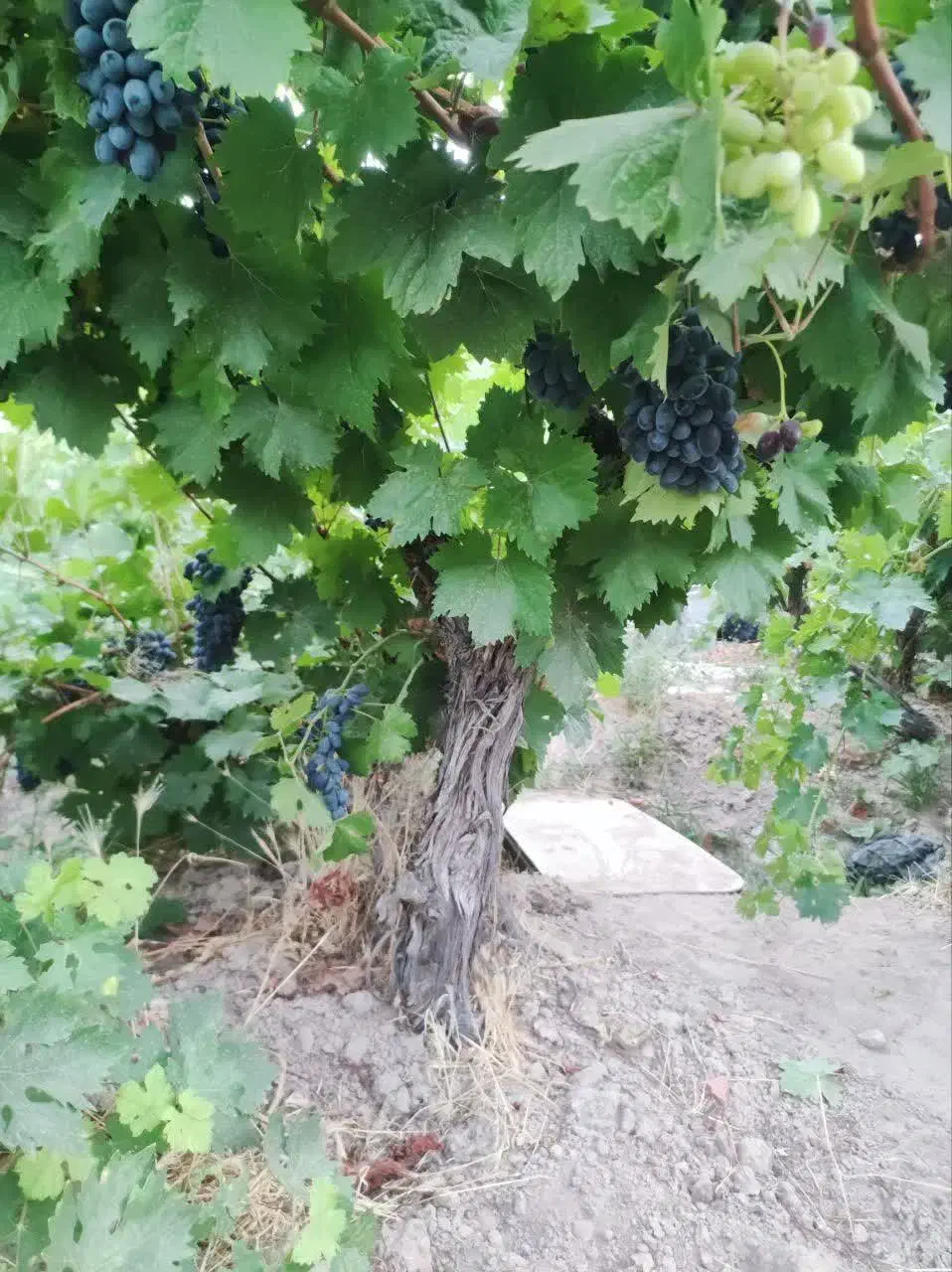 باغچه وباغ درخت انگور در قطعات ۵۰۰ متر چهار دیواری|فروش زمین و ملک کلنگی|رباط‌کریم, انجم آباد|دیوار