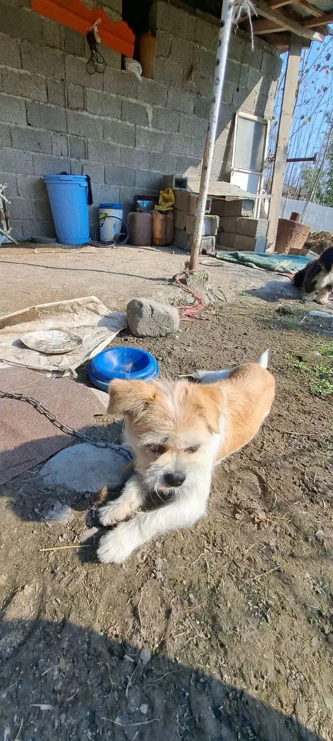 سگ شیتزو ماده اماده جفت گیری|سگ|ماسال, |دیوار