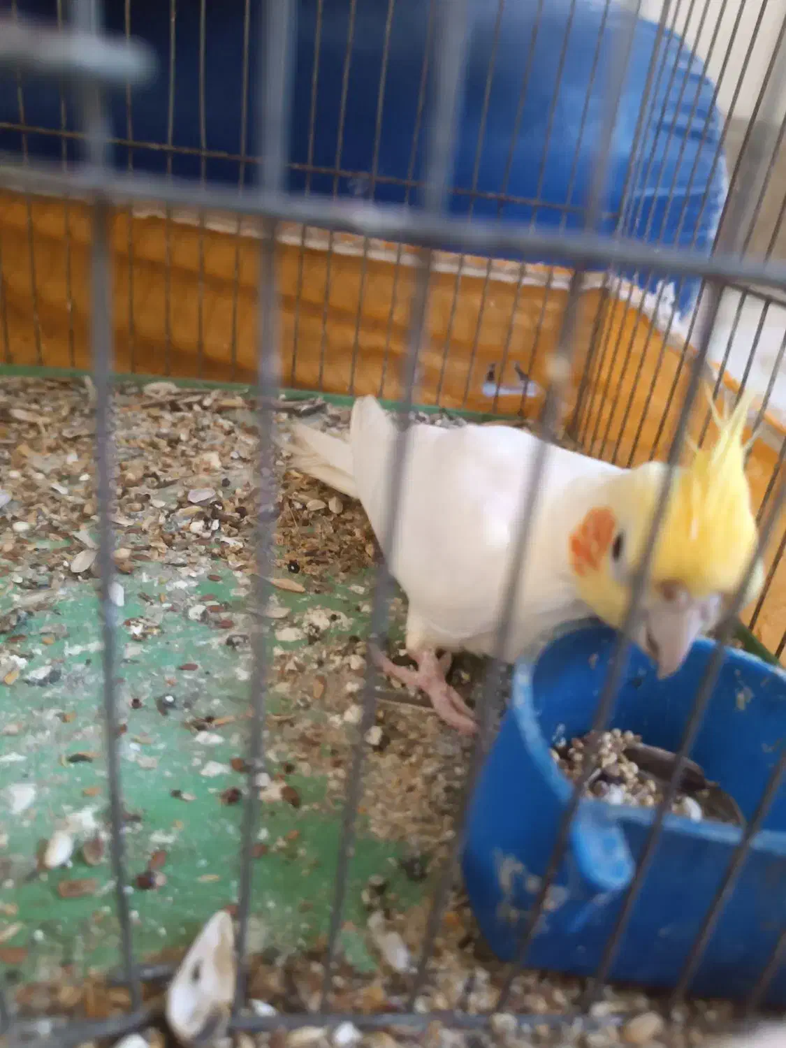 عروس هلندی|پرنده|میناب, |دیوار