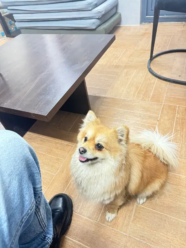 سگ پامر|سگ|شیراز, معالیآباد|دیوار