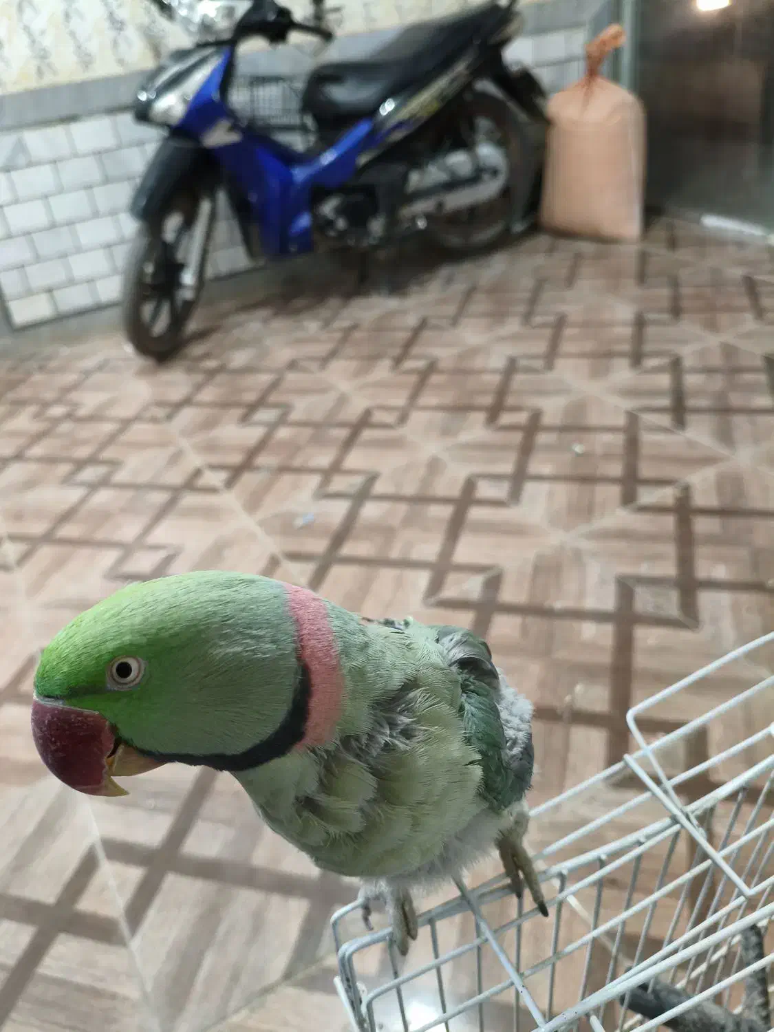 شاه طوطی سخنگو|پرنده|تربت‌حیدریه, حاجی یار‎|دیوار