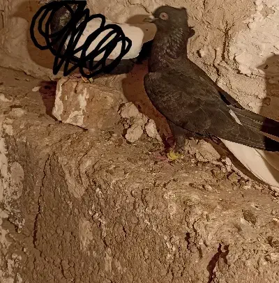 کفتر دم سفید|پرنده|مبارکه, |دیوار