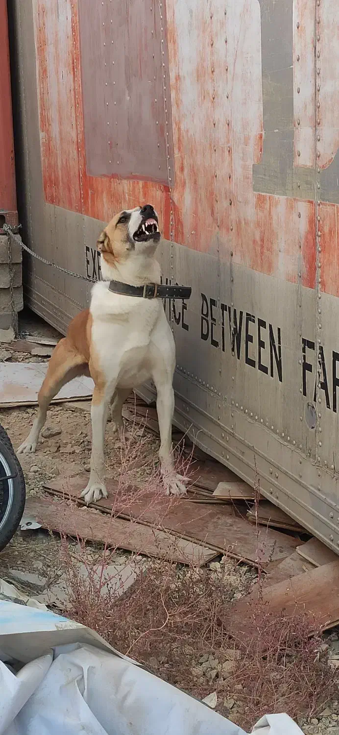 دورگه آلابای و سرابی|سگ|آبسرد, |دیوار