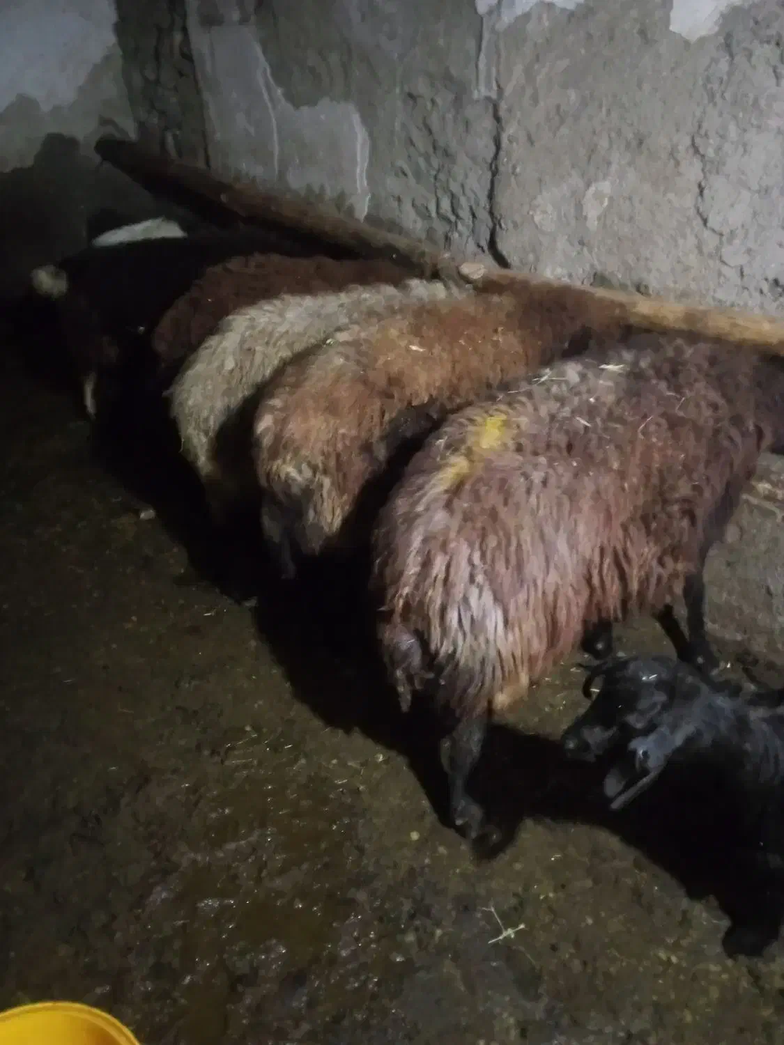 گوسفند افشار ب|حیوانات مزرعه|انگوران, |دیوار