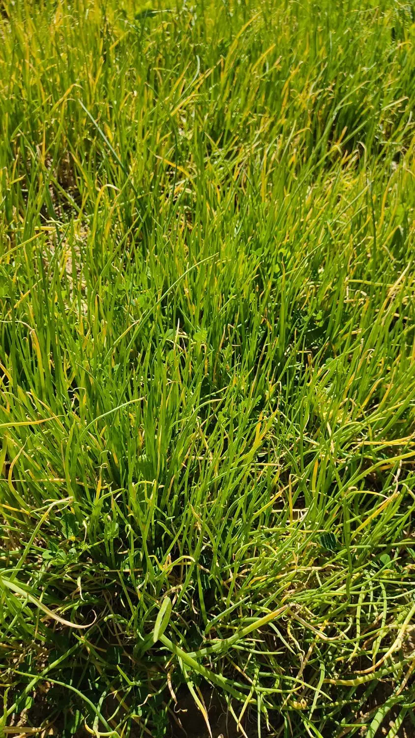 نشا پیاز سفید|خدمات باغبانی و درختکاری|شیراز, فرهنگ شهر|دیوار