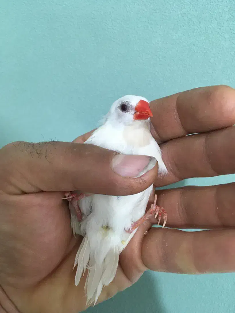 فروش فنچ|پرنده|فولادشهر, B5|دیوار