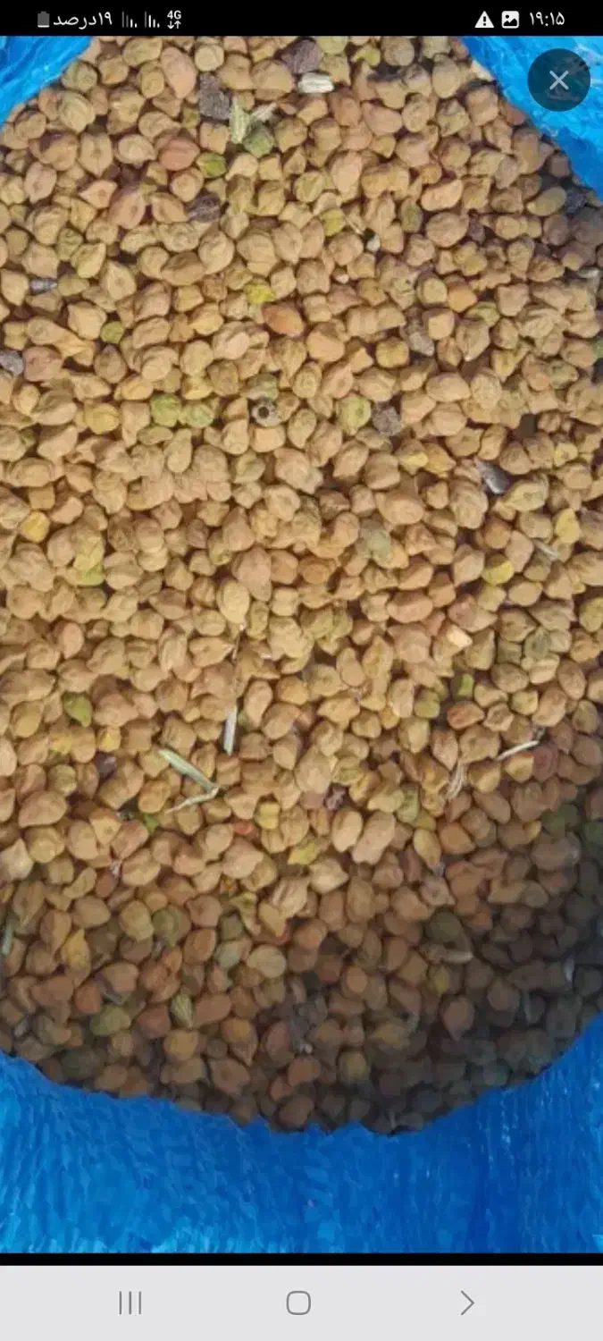 نخود قرمز|خوردنی و آشامیدنی|بستان آباد, |دیوار