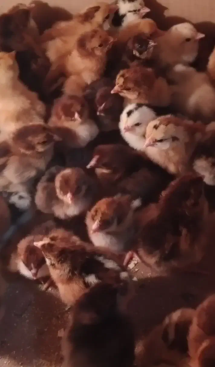 جوجه یک روزه گلپایگان و گلین|حیوانات مزرعه|آمل, |دیوار