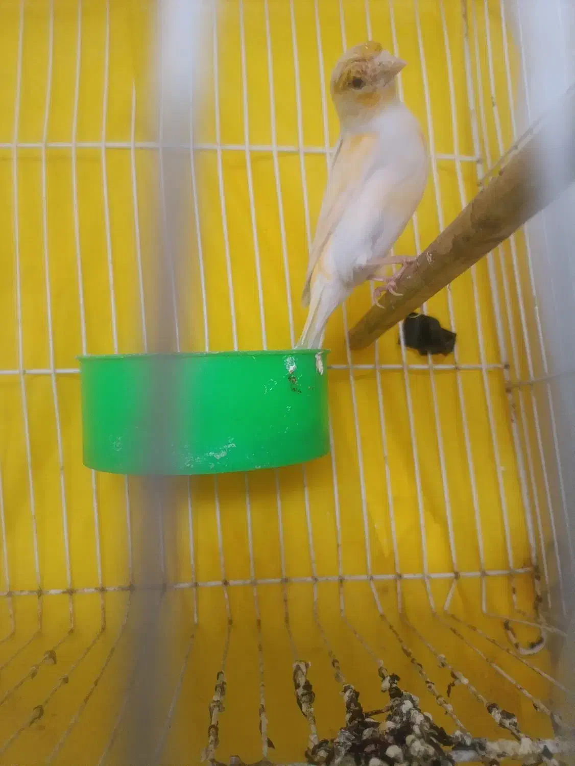 قناری موزایکی|پرنده|مشهد, شیرحصار|دیوار