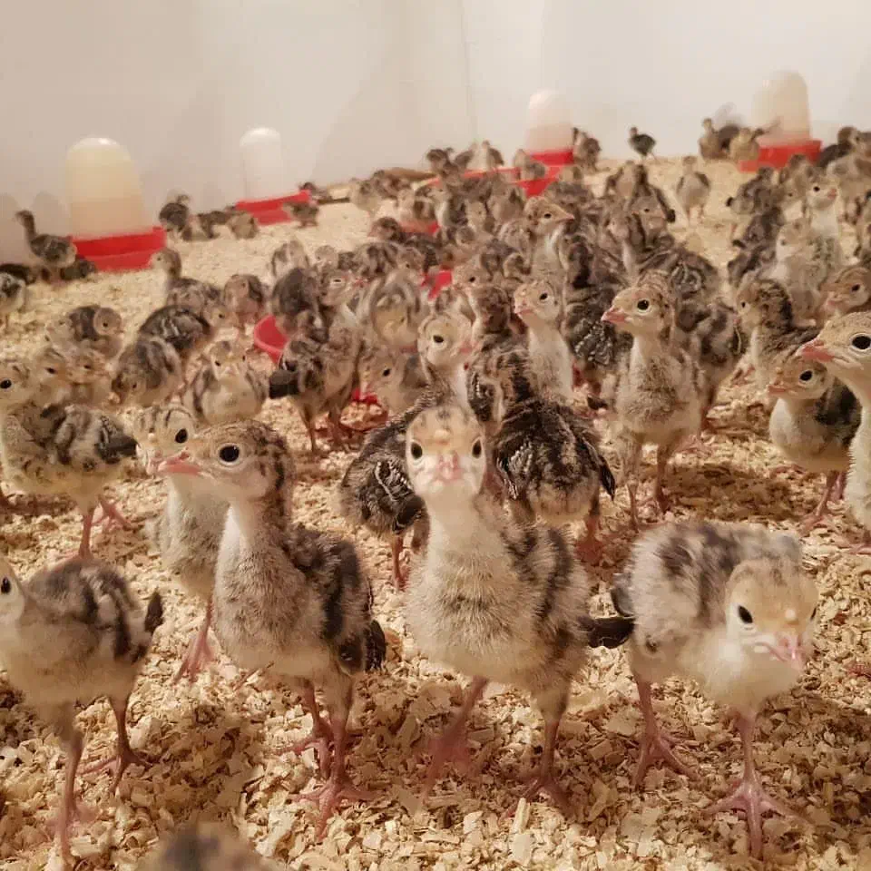 تولید جوجه بوقلمون در اهواز|حیوانات مزرعه|اهواز, سخیریه|دیوار