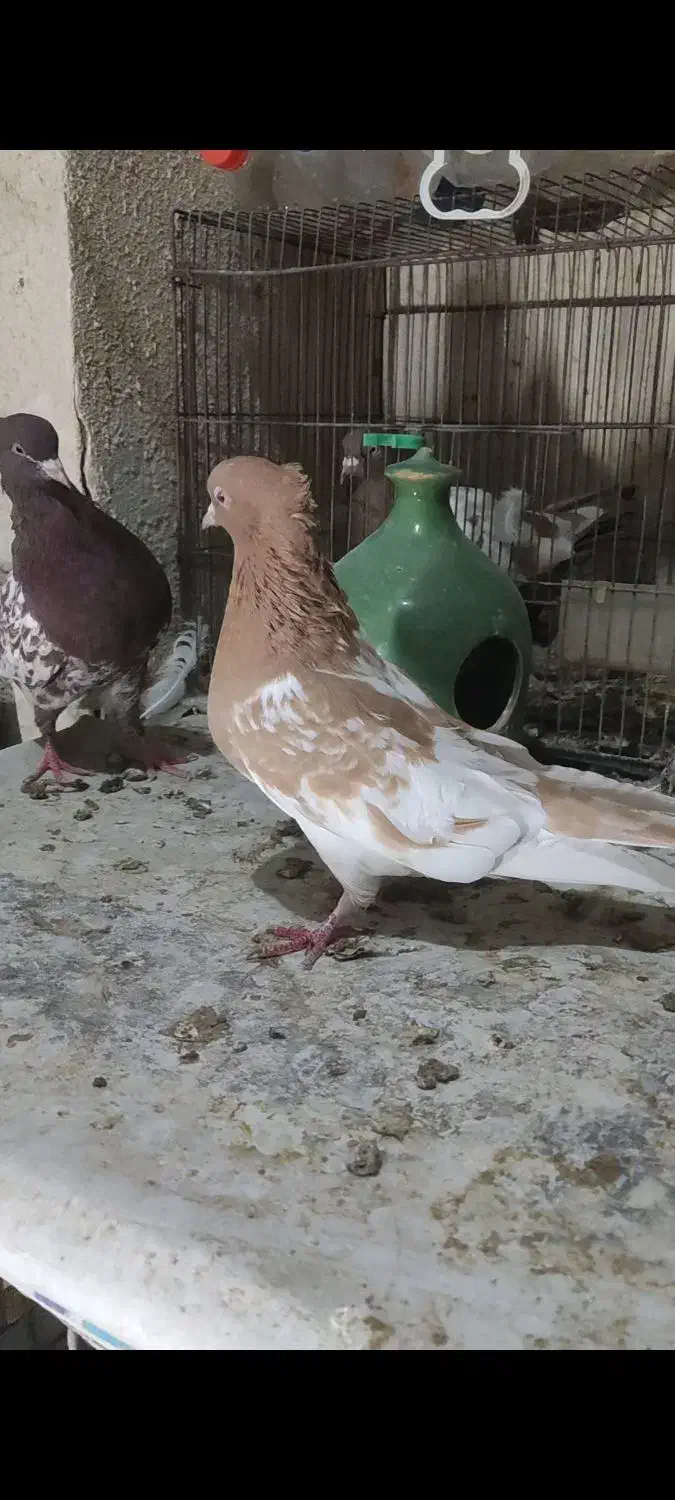 جفت کله و سینه کبوتر|پرنده|شیراز, شریفآباد|دیوار